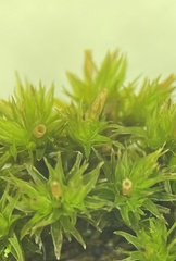 Lewinskya elegans