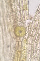 Lewinskya elegans