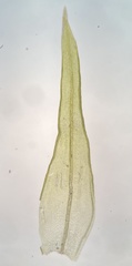 Lewinskya elegans