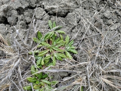 Eriachaenium magellanicum