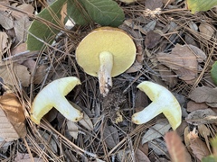 Suillus occidentalis