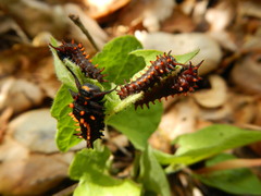 Battus philenor hirsuta