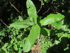 Acrisione denticulata