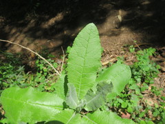 Acrisione denticulata