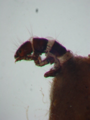 Neotrichia