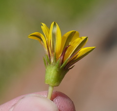 Gazania linearis linearis