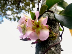Temnadenia