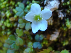 Oxalis magellanica