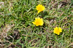 Gazania linearis linearis