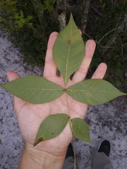 Caryomyia guttata