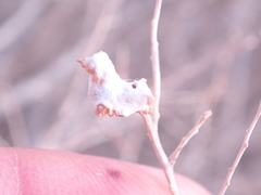 Asphondylia floccosa