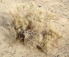 Asphondylia floccosa