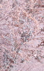 Asphondylia floccosa