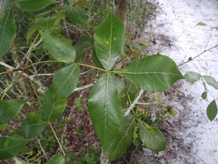 Caryomyia guttata