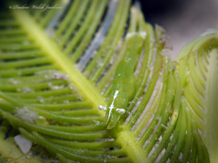 Hippolyte zostericola