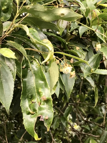 Macrohasseltia image