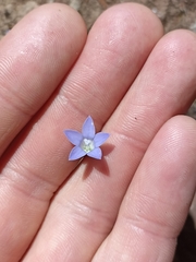 Wahlenbergia violacea