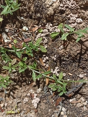 Wahlenbergia violacea