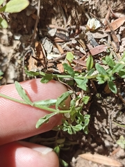 Wahlenbergia violacea