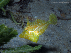 Monacanthus ciliatus