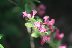 Weigela floribunda