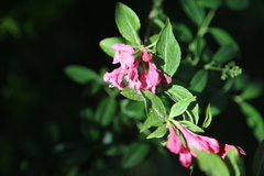 Weigela floribunda