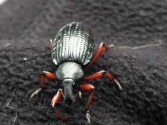 Cylydrorhinus