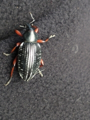 Cylydrorhinus