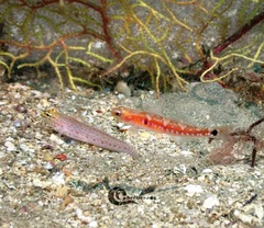 Golden Goby photo 5