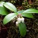 Gaultheria procumbens - Photo (c) arghman, algunos derechos reservados (CC BY-NC-ND)
