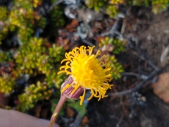 Senecio kingii
