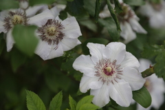 Clematis patens
