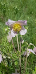 Clematis villosa stanleyi