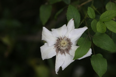 Clematis patens