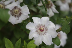 Clematis patens