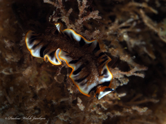 Prostheceraeus floridanus
