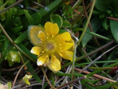 Halerpestes uniflora