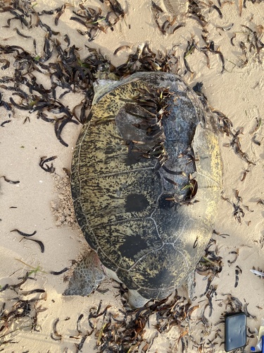 Green Sea Turtle