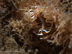 Prostheceraeus floridanus