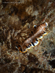 Prostheceraeus floridanus