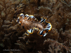 Prostheceraeus floridanus