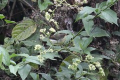 Apalis