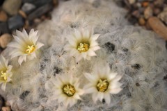 Mammillaria plumosa