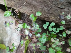 Adiantum tricholepis