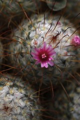 Mammillaria bombycina