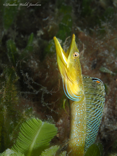 Photo of Bluethroat pikeblenny (Chaenopsis ocellata)