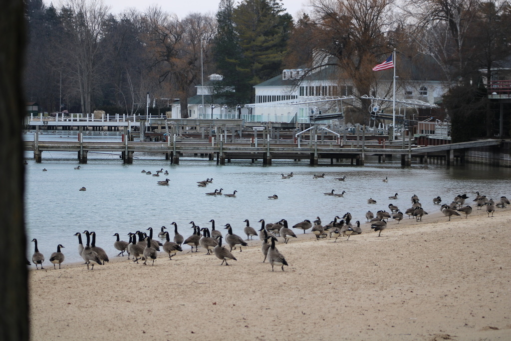 Canada Goose From Little Traverse Bay, MI, US On December 20, 2021 At ...