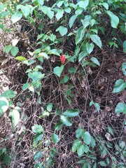 Passiflora tholozanii