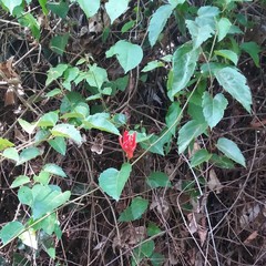 Passiflora tholozanii