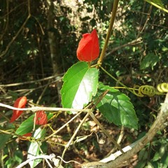 Passiflora tholozanii